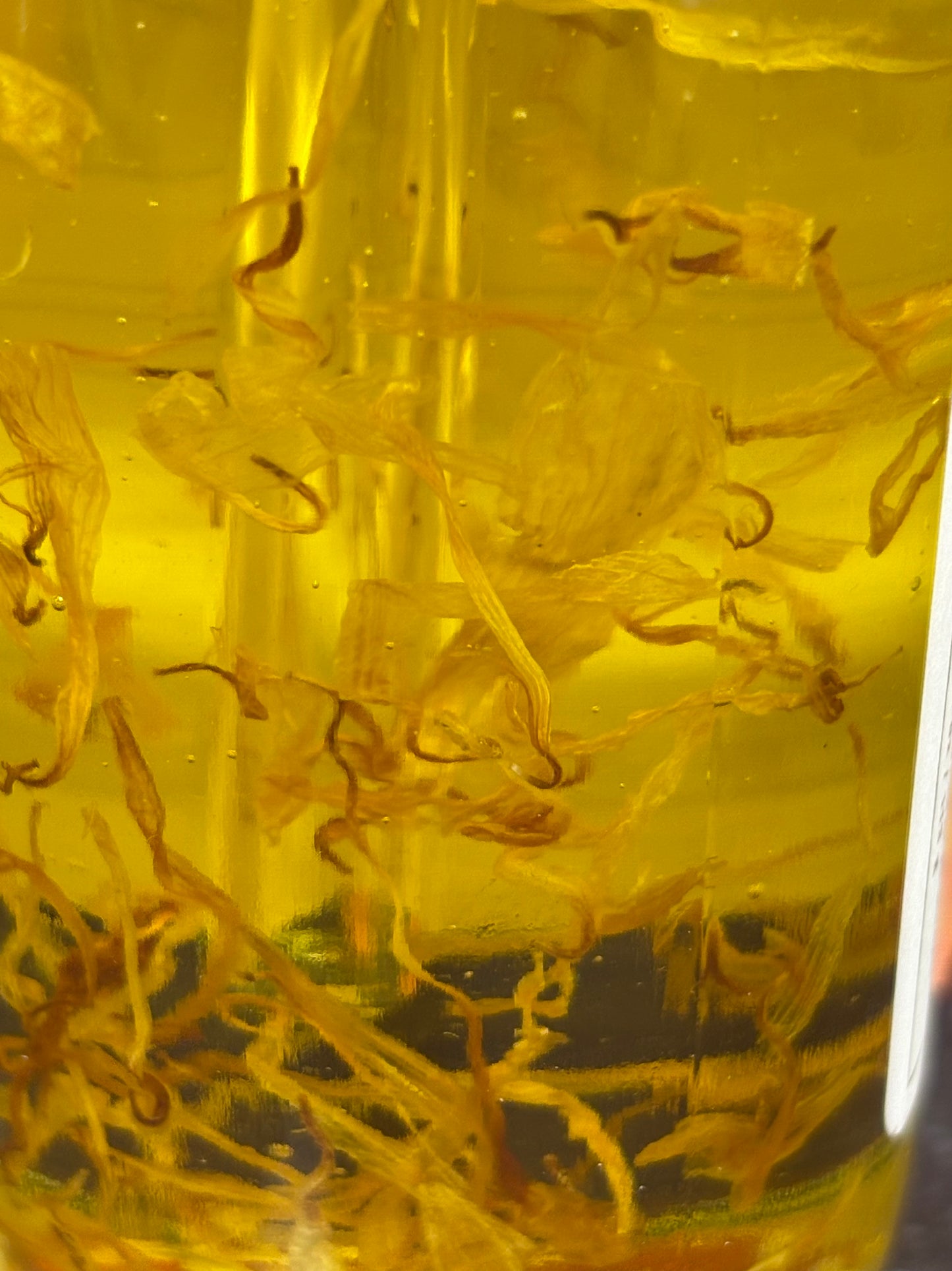 Oh My Daisy Body Oil